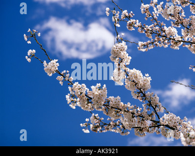 Kirschblüte Sakura auf Zenko-Ji Tempelgelände Nagano Japan Stockfoto