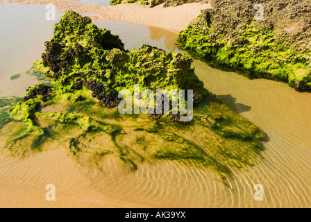 Felsformation mit Algen am Strand bedeckt Stockfoto