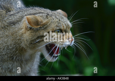 Britische Wildkatze knurrend und entblößte ihre Zähne Stockfoto