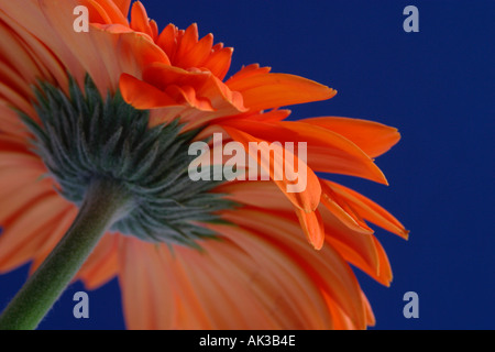 Nahaufnahme von Orange Gerbera Blume vor blauem Hintergrund Stockfoto