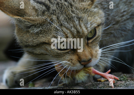 A (Captive) Britische Wildkatze (Felis sylvestris) mit einer toten Tage alten Küken in ihren Mund Stockfoto