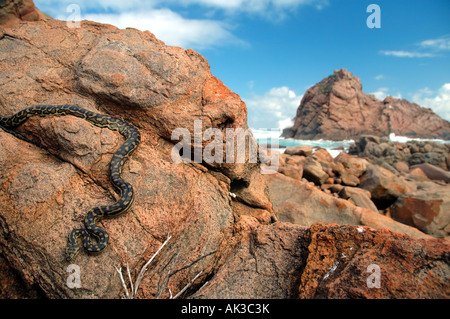 Teppich-Python Morelia Spilota mit Zuckerhut Felsen im Hintergrund, Margaret River Region, Western Australia Stockfoto