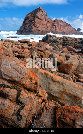 Teppich-Python Morelia Spilota mit Zuckerhut Felsen im Hintergrund, Margaret River Region, Western Australia Stockfoto