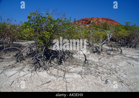 Winzigen Mangroven wachsen unter extremen Bedingungen an den Ufern des Kauri Cove, Burrup Halbinsel Region Pilbara, Western Australia Stockfoto