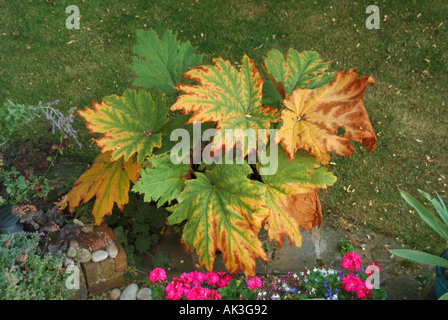 Rheum ornamentalen Rhabarber Knie Pflanze wächst im Garten zeigt Herbstfarben auf großen Blättern Stockfoto