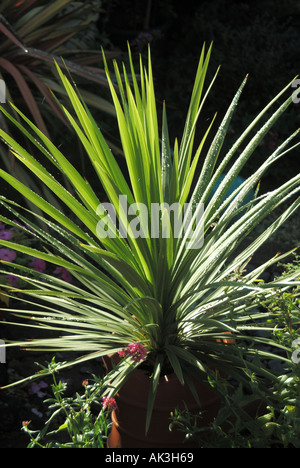 Grüne Spikes auf der cordyline Yucca-Pflanze im Topf mit Regentropfen nach dem Duschen Essex England UK Stockfoto