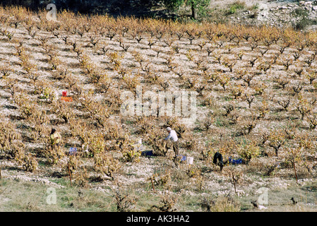 Kommissionierung von Trauben in einen kleinen Weinberg in Zypern im späten Herbst Stockfoto