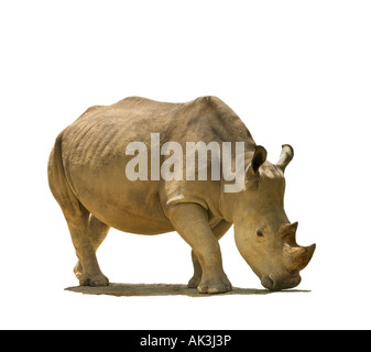 Ausschnitt Porträt Nashörner Breitmaulnashorn Rhino quadratische lippige Rhinoceros wilde asiatische indische Nashorn Rhinoceros Asien Exemplar Stockfoto