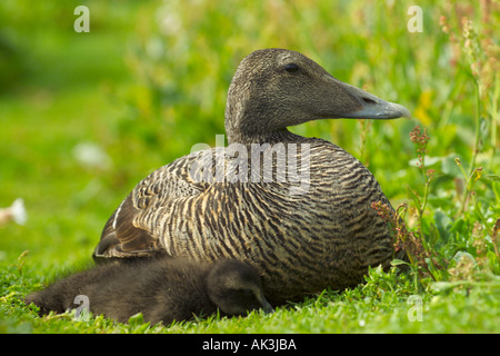 Weiblichen Eiderente Somateria Mollissima mit Küken-Schottland Stockfoto