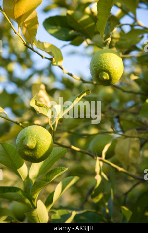 Zitronen reifen am Baum, Marrakesch, Marokko. Stockfoto