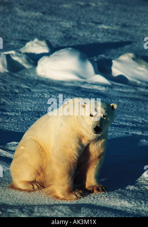 Tierwelt. Eisbär. Kanada, Manitoba. Stockfoto