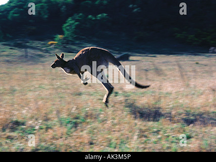 Tier-und Pflanzenwelt, Australien, Grey Kangaroo, Stockfoto