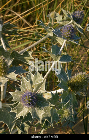 Wildes Meer Holly Eryngium maritimum Stockfoto