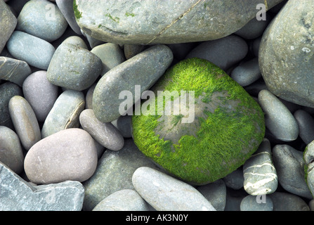 Multi farbige Kieselsteine auf Clovelly Beach Devon UK Stockfoto