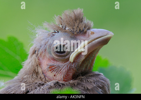 Nördlichen Kardinal Küken Stockfoto