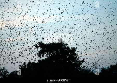 Purpurrotes Martins Stockfoto