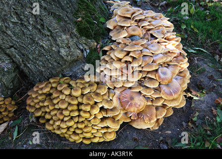 Pilze wachsen auf Baum stumpf, Berkshire, England, Vereinigtes Königreich Stockfoto