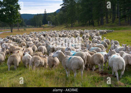 September Herden von ländlichen Herden von Hochland-Schafen auf Scottish Hills in Braemar nach Sommer Weiden im Cairngorms National Park, Schottland großbritannien Stockfoto
