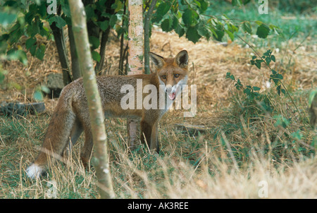 Fox Vulpes Jagd auf Vulpes in Macchia Norfolk Stockfoto