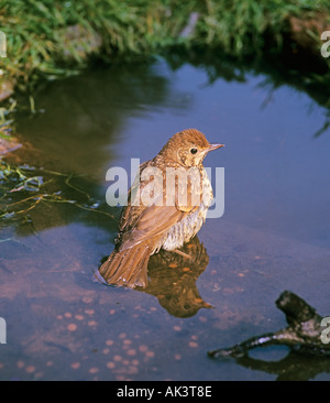 Singdrossel Kinder Baden in Woodland pool Stockfoto