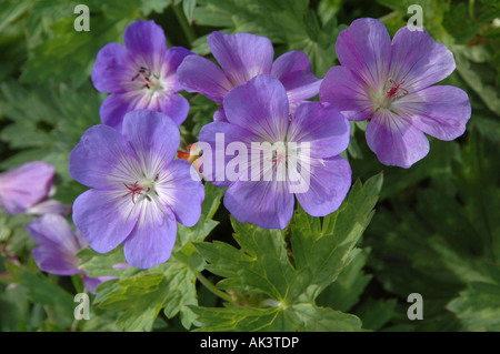 Winterharte mehrjährige Geranium Rozanne Gerwat mit hellblauen Blüten A große Bodendecker Pflanze Bild Juni 2007 Stockfoto