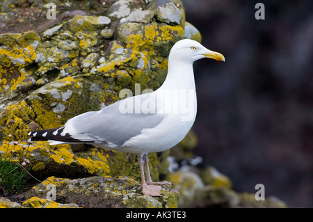 Silbermöwe Larus Argentatus Fowlsheugh Schottland Mai Stockfoto