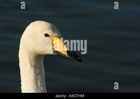 Kopf-Foto von einem Singschwan (Cygnus Cygnus) Stockfoto