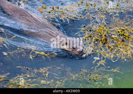 Fischotter Lutra Lutra weibliche Shetland Schottland Juni Stockfoto