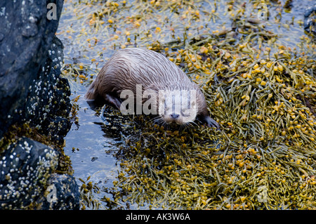 Fischotter Lutra Lutra weibliche Shetland Schottland Juni Stockfoto
