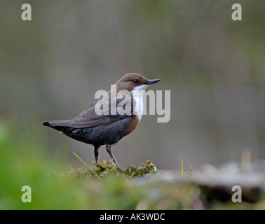 Dipper-Cinclus Cinclusl Derbyshire April UK Stockfoto