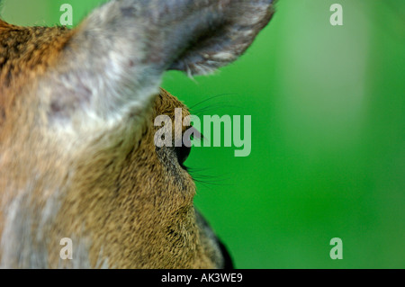 Rehwild Kent Mai Stockfoto