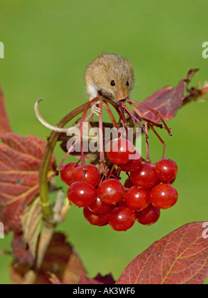 Ernten Sie Maus Micromys Minutus auf Guelder Rose im Herbst Kent UK Stockfoto