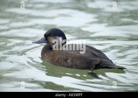 Gemeinsamen über Melanitta Nigra weibliche Sussex Winter in Gefangenschaft Stockfoto