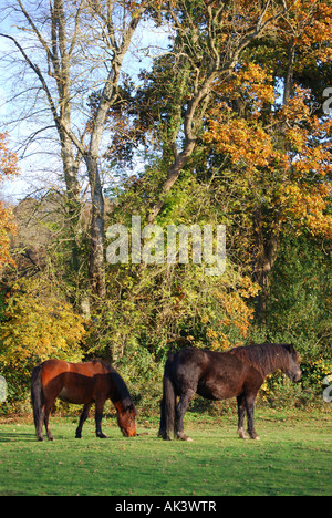 New Forest Ponys, New Forest National Park, Hampshire, England, Vereinigtes Königreich Stockfoto