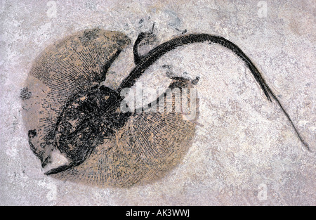 Stingray fossilen Heliobatis Bogenmaß frühen Eozän Zeitraum Wyoming Stockfoto