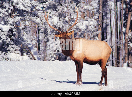Voller Länge Schnee wilden erwachsenen männlichen Elch im Winter. Kanada. Stockfoto