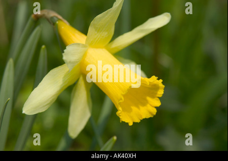 Wilde Narzissen blühen im Frühjahr Dunsford Holz Natur Reserve Dartmoor National Park Devon Great Britain Stockfoto