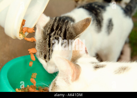 Gruppe von Rotfüchsen und Hauskatzen frisst Stockfoto