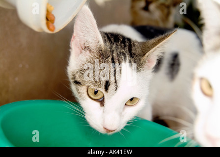 Gruppe von Rotfüchsen und Hauskatzen frisst Stockfoto