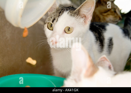 Gruppe von Rotfüchsen und Hauskatzen frisst Stockfoto