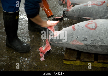 Thunfisch inspizierten für Qualität auf dem Tsukiji Fischmarkt, Tokio, Japan. Stockfoto