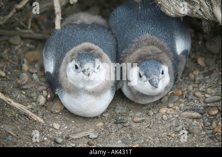 Young Magellanschen Pinguinküken in ihrem Nest, Punta Tombo, in der Nähe von Trelew, Patagonien, Argentinien. Stockfoto