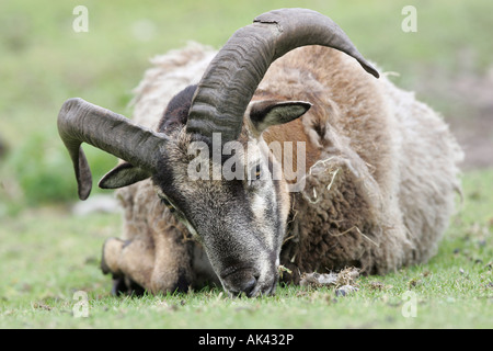 Europäischer Mufflon ruhen - Ovis Ammon Musimon Stockfoto