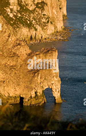 Bempton Klippen, Yorkshire, Großbritannien Stockfoto