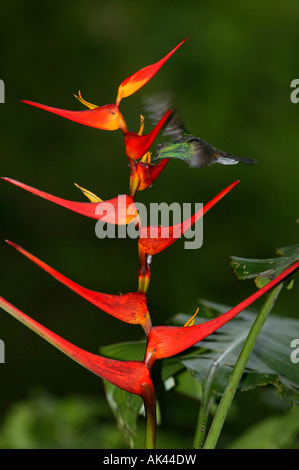 Weißbelüfteter Plumeleteer, Chalybura buffonii micans, Fütterung auf einer roten Heliconia Blume im Metropolitan Park, Republik Panama. Stockfoto