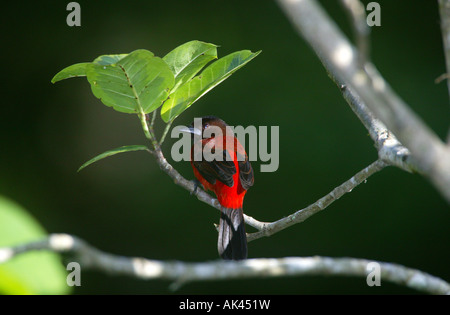 Crimson-backed Tanager, Ramphocelus dimidiatus, in der 265 Hektar Regenwald Metropolitan Park, Republik Panama. Stockfoto