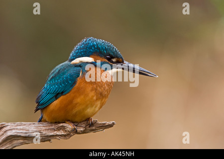 Eisvogel Alcedo Atthis thront auf Zweig Teich Jagd Potton Bedfordshire Stockfoto