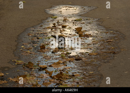 Taube in einem Teich auf dem Bürgersteig vor Regen mit Laub im Herbst gemacht Stockfoto