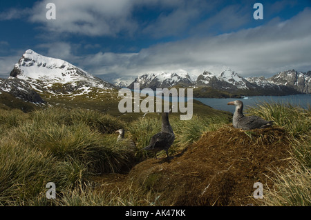 Nördlichen Riesen Sturmvögel (Macronectes Halli) am Nest, Bird Island, Antarktis Stockfoto