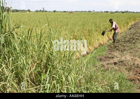 Mann arbeitet auf Reisfeld in Mto Wa Mbu, Tansania, Ostafrika Stockfoto